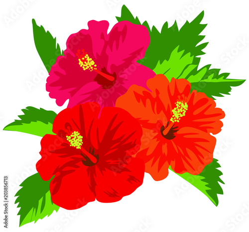 Vector illustration of tropical red hibiscus flowers with leaves isolated on white background