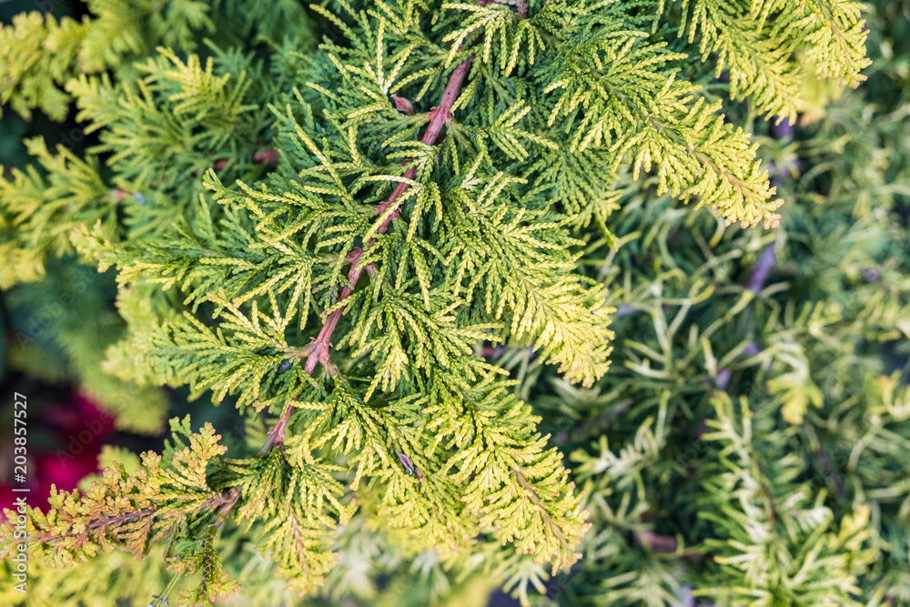 Fototapeta premium pine leaves texture background