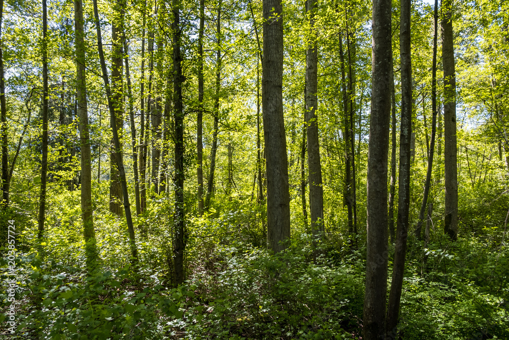 view of forest filled with tall and straight trees surrounded with green foliage view of forest filled with tall and straight trees surrounded with green foliage