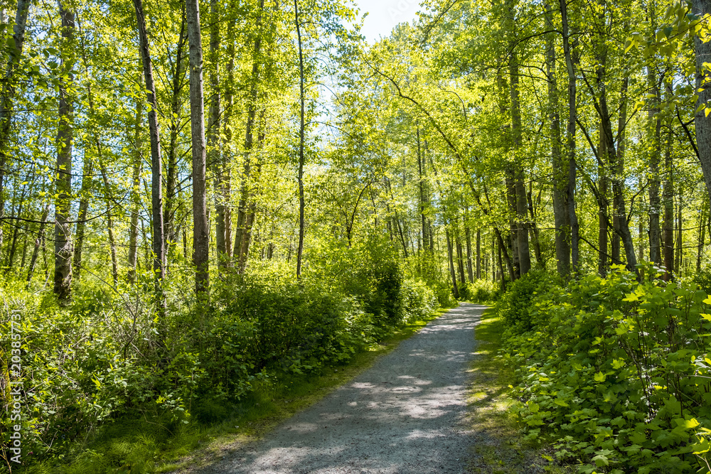 grey gravel path in the forest in a sunny summer day grey gravel path in the forest in a sunny summer day