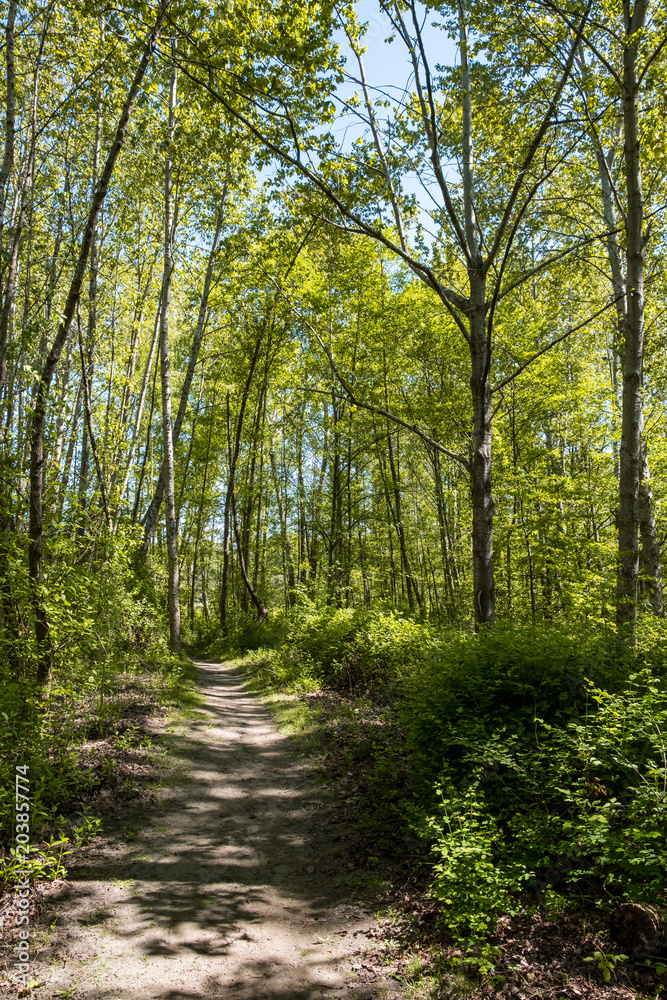 narrow trail inside forest under the sun surrounded by green trees