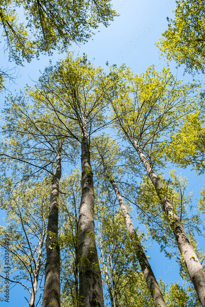 Fototapeta premium tall trees with green foliage under the blue sky view from the bottom