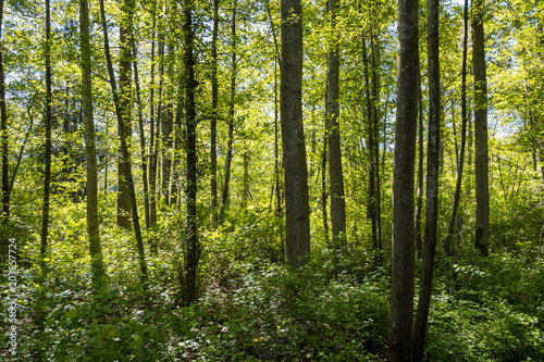 view of forest filled with tall and straight trees surrounded with green foliage