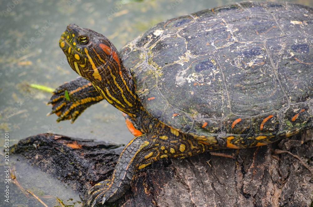 An Arrau Turtle resting and sunning itself on a log in the Amazon rainforest An Arrau Turtle resting and sunning itself on a log in the Amazon rainforest