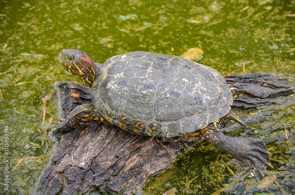 Obraz premium An Arrau Turtle resting and sunning itself on a log in the Amazon rainforest