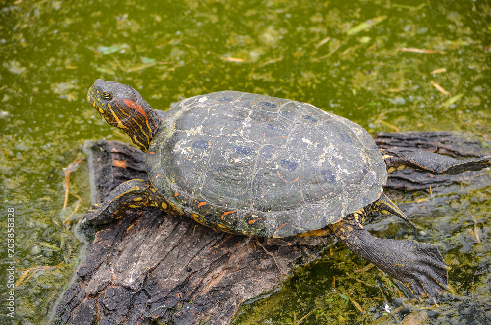 An Arrau Turtle resting and sunning itself on a log in the Amazon rainforest An Arrau Turtle resting and sunning itself on a log in the Amazon rainforest