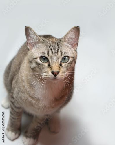 Fototapeta Naklejka Na Ścianę i Meble -  Gray cat looking