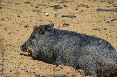 A Peccary. A medium-sized hoofed mammal of the family Tayassuidae in the suborder Suina along with the Old World pigs, Suidae. They are found throughout Central and South America and in the southweste photo