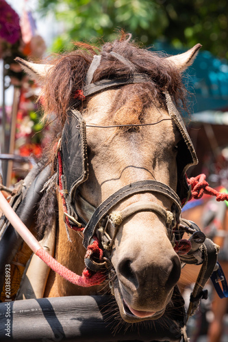 head of Horse Carriage in Lampang Province, Thailand