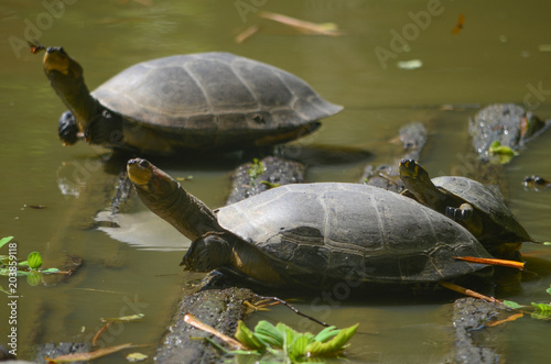 The Arrau turtle (Podocnemis expansa), also known as the South American river turtle, giant South American turtle, giant Amazon River turtle
