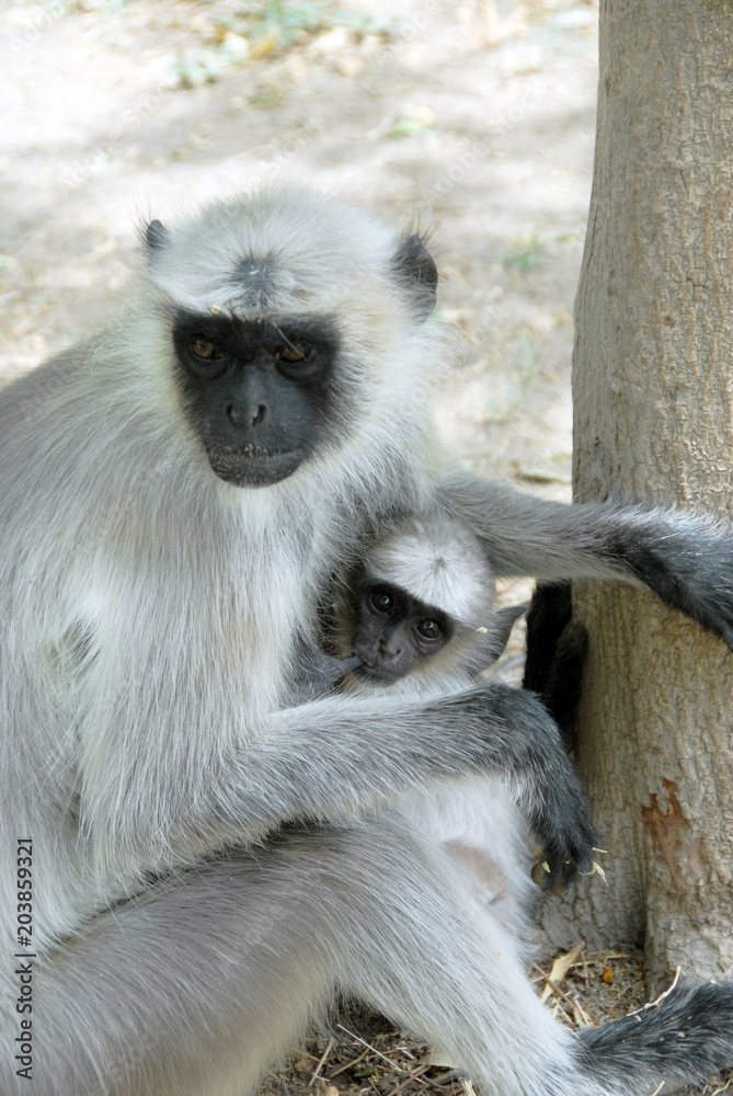 Colonie d'Entelles gris, singes arboricoles se nourrissent de feuillages, Rajasthan, Inde