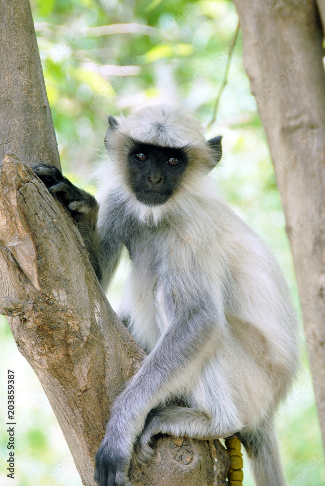 Fototapeta premium Colonie d'Entelles gris, singes arboricoles se nourrissent de feuillages, Rajasthan, Inde
