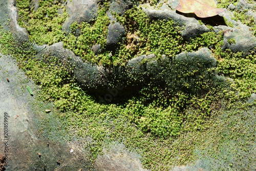 Green and brown moss on gray stone , Small plants growing in damp and wet areas
