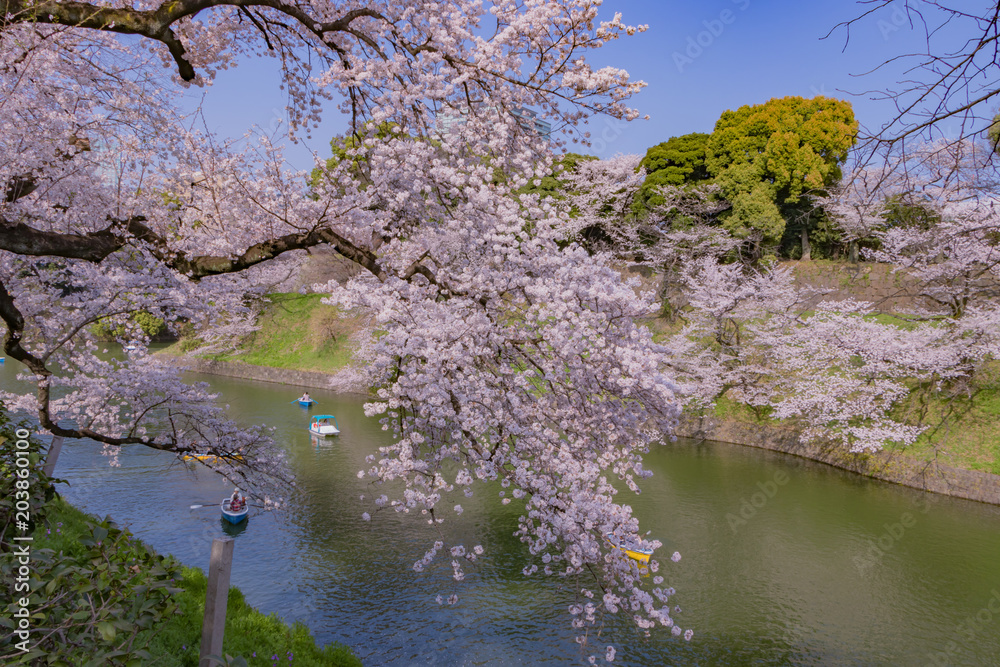 東京千鳥ヶ淵の桜