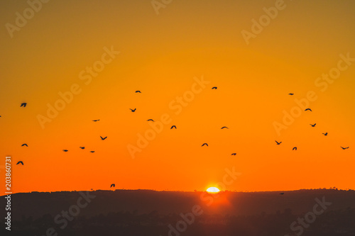 birds at sunset  © Vito