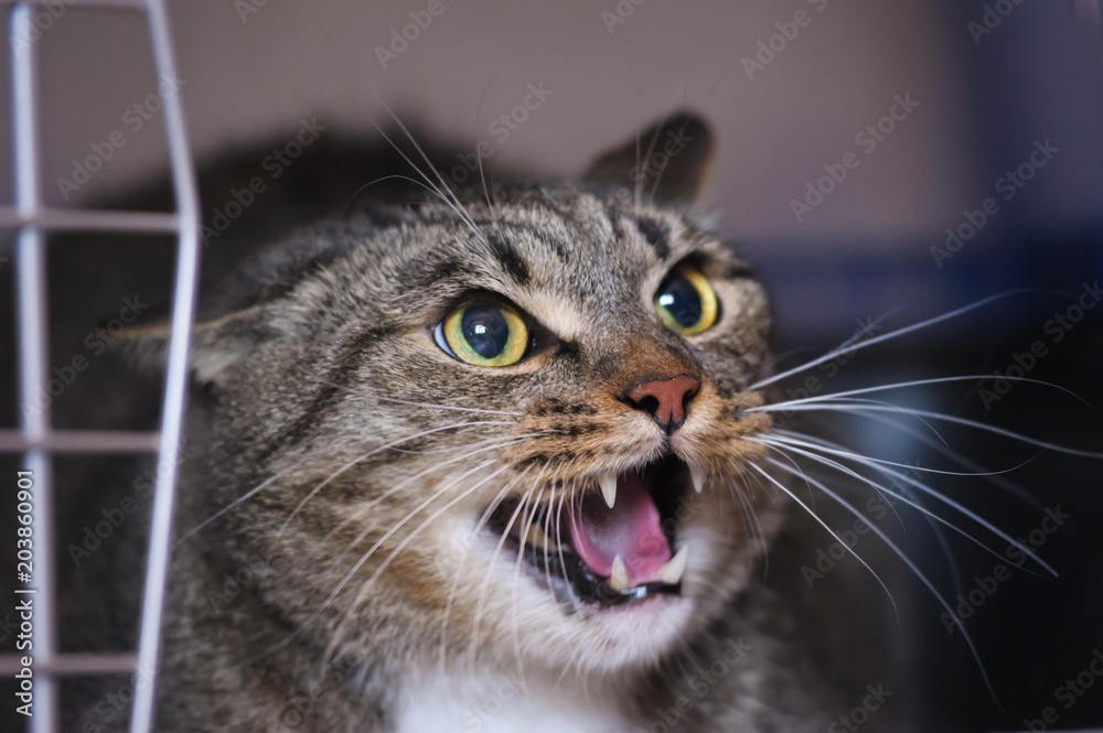 Angry adult tabby cat hissing and showing teeth Stock Photo
