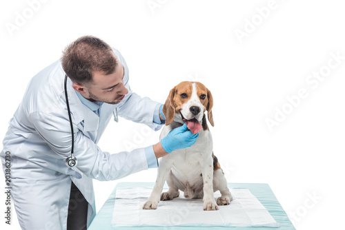 young veterinarian examining beagle jaws isolated on white background