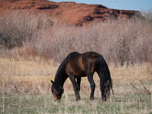 A Dark Brown Wild Horse with black mane and tail grazing on short green grass in the Bighorn Canyon National Recreation Area 