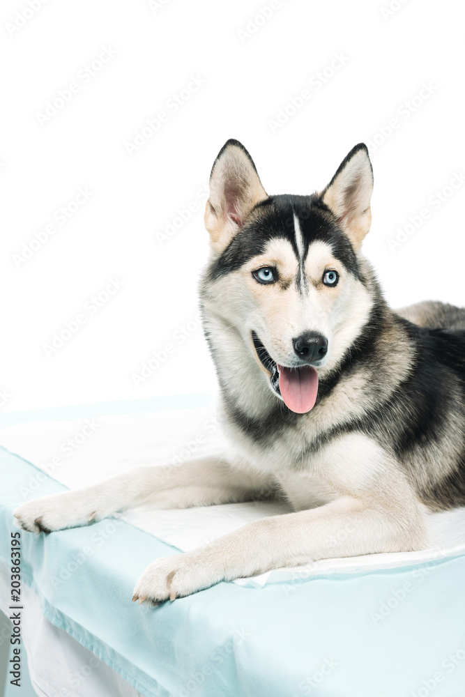husky laying on vet table isolated on white background