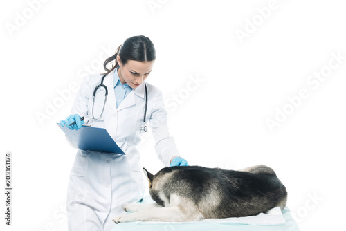 female veterinarian with clipboard examining husky isolated on white background