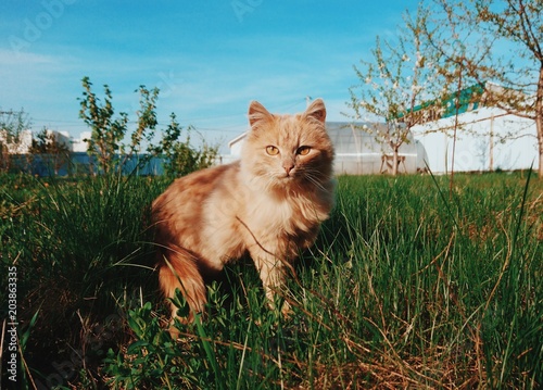 charming ginger cat in the garden