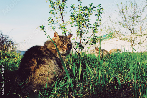 cats enjoy green grass