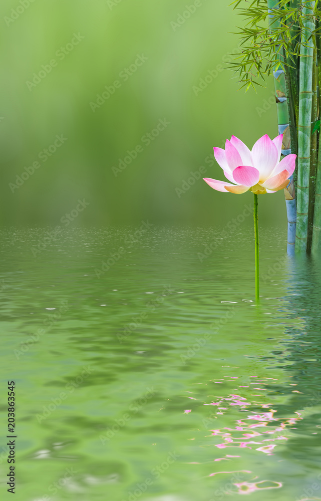 Fototapeta composition aquatique zen, lotus et bambous .
