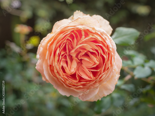 Fototapeta Naklejka Na Ścianę i Meble -  Rosa Centifolia