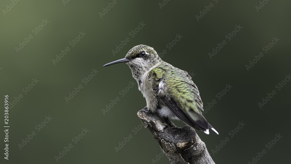 Fototapeta premium Hummingbird Looking Back