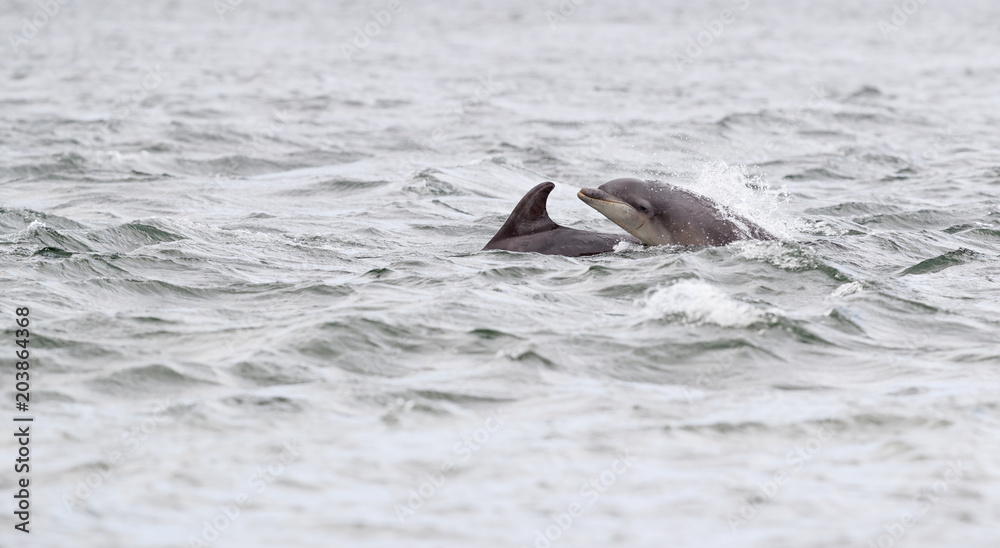 Obraz premium wild bottlenose dolphins breaching while hunting for salmon