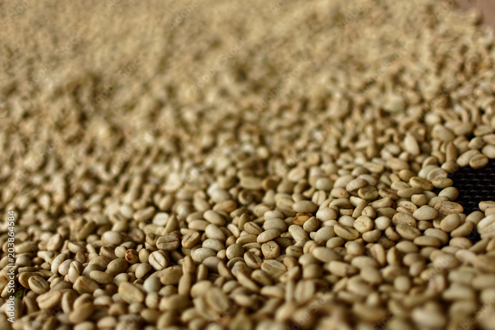 Raw coffee beans on a drying tray Raw coffee beans on a drying tray