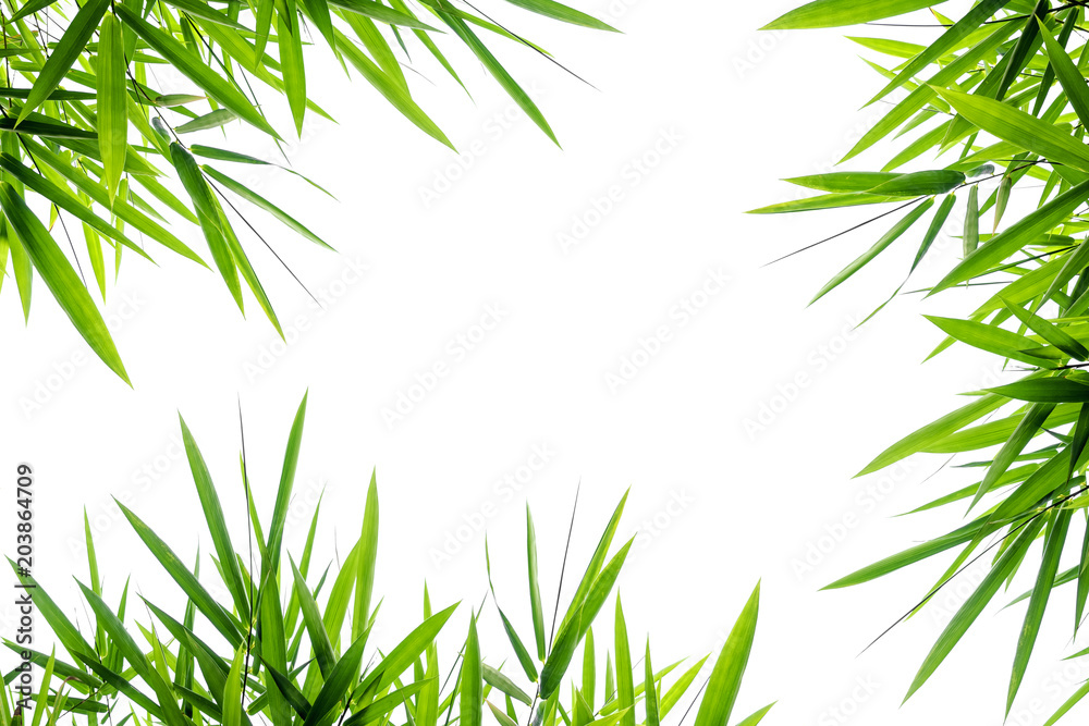 Fototapeta Liście bambusa, na białym tle na białym tle,