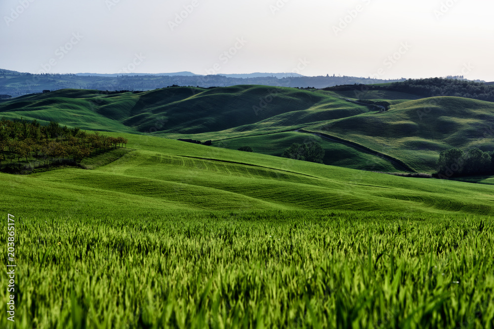 The hill of Tuscany, paradise is next /Tuscany My country My love, LOVELY EARTH from Italy, Tuscany land The hill of Tuscany, paradise is next /Tuscany My country My love, LOVELY EARTH from Italy, Tuscany land