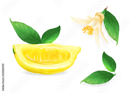 Lemon vector illustration of citrus fruit botanical flower and leaf. Fresh juicy lime lobe or cut slice design for food or juice and tea drink or cosmetic package design template