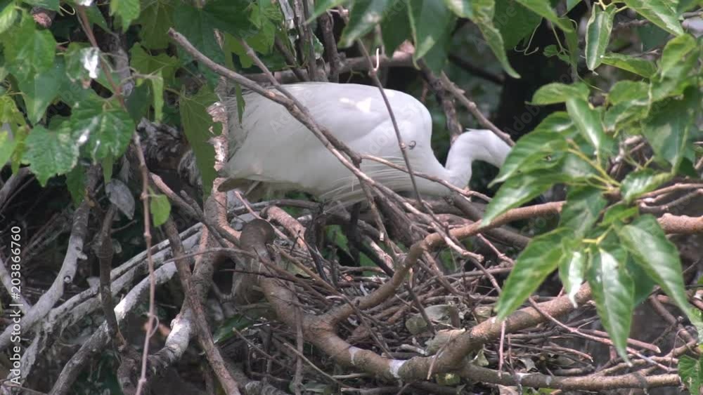 Slow Motion of an adult bird white Egretta Garzetta over the tree. Little egret prepare the nest and search diferente branches on the trees of lake at the Daan Forest Park in Taipei city. Taiwan-Dan