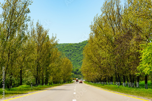 Road between the green trees