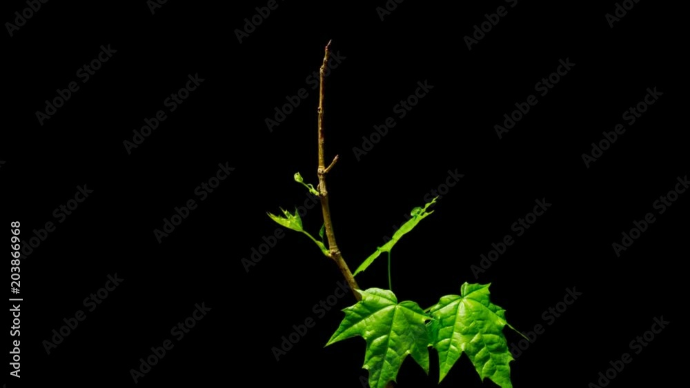 Time-lapse of growing maple tree branch 3a3 in RGB + ALPHA matte format isolated on black background.