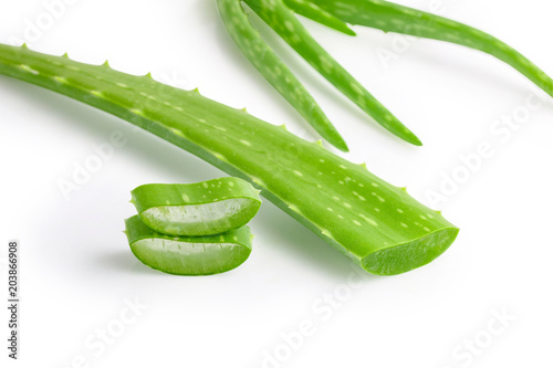 Green aloe vera on a white background with clipping path.