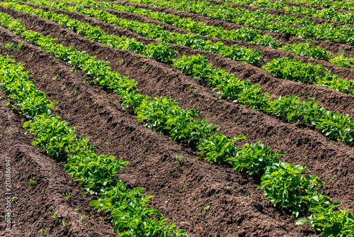 Growing of potatoes  kitchen garden