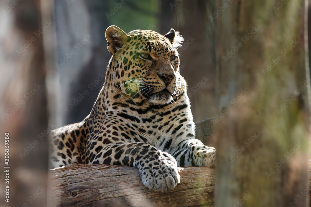 Naklejka premium white big leopard