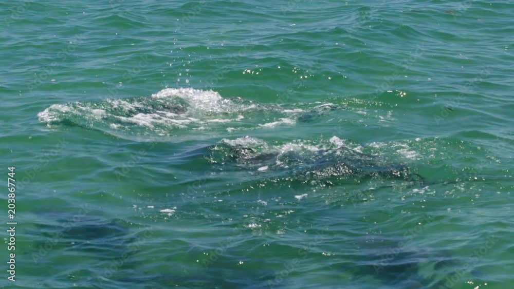Dolphins having fun in the water Dolphins having fun in the water