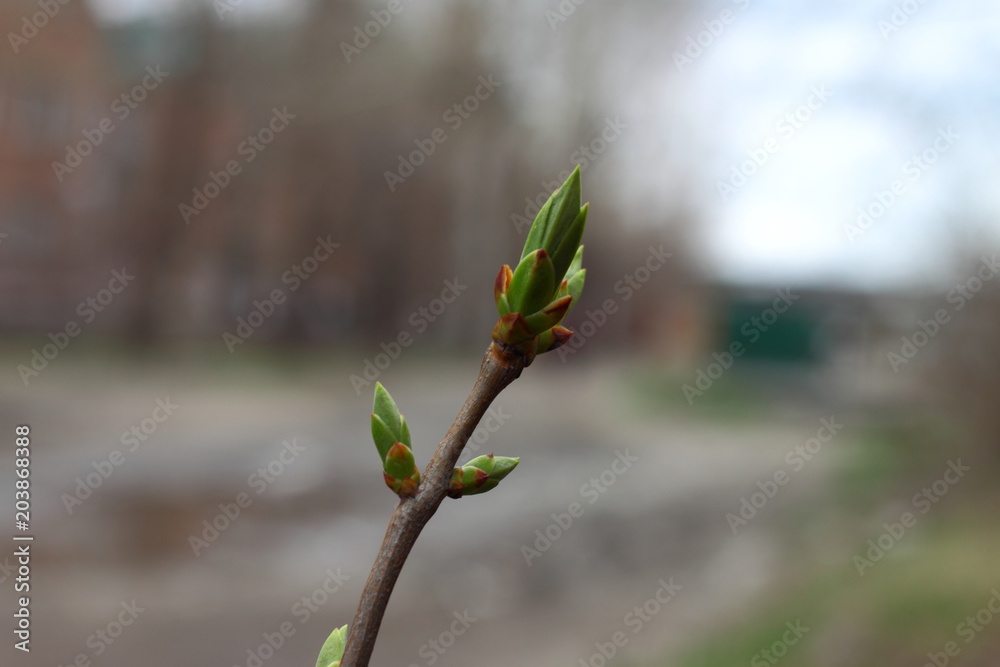Fototapeta premium open the leaves of the trees