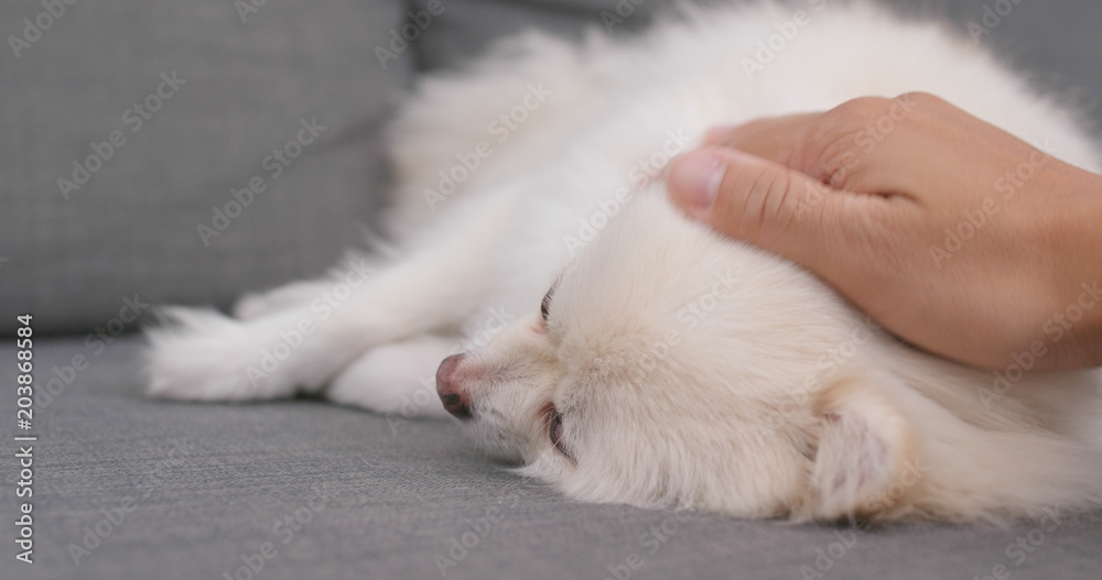 Pet owner play with Pomeranian dog at home