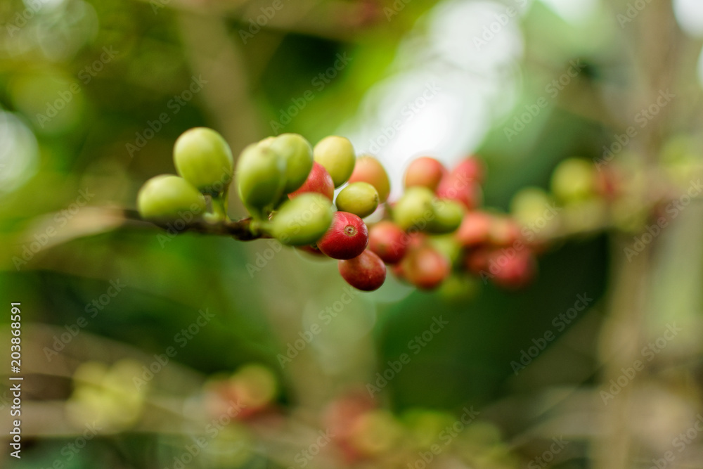 Closeup of red and green coffee cherries on a coffee tree Closeup of red and green coffee cherries on a coffee tree