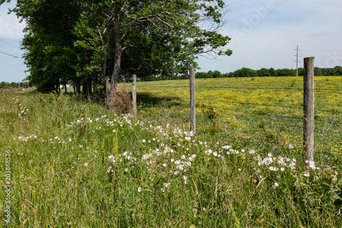 Barbed wire fence with wildflowers