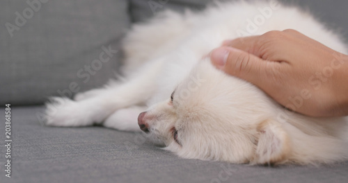 Pet owner play with Pomeranian dog at home © leungchopan