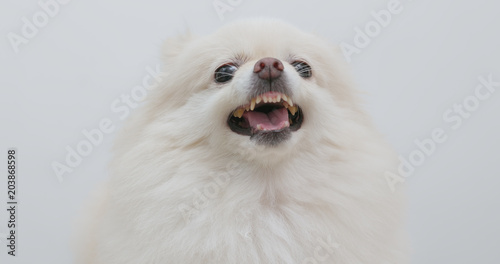 Foto White Pomeranian feeling angry