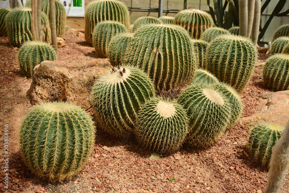 Cactus flower in desert botanical garden. Cactus flower for decoration. Cactus flower in a planter. Cactus flower in desert botanical garden. Cactus flower for decoration. Cactus flower in a planter.
