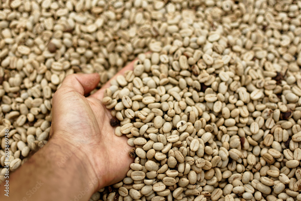Hand in pile of raw coffee beans sitting in drying trays during the pre-drying process of coffee production Hand in pile of raw coffee beans sitting in drying trays during the pre-drying process of coffee production