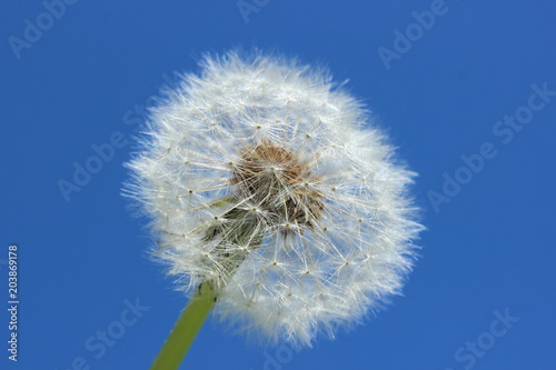 Pusteblume vom L  wenzahn im Gegenlicht